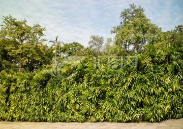 棕竹 绿色植物墙