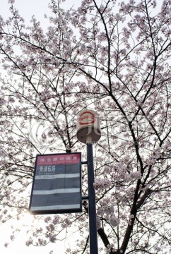 公交车 站牌