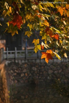 国立武汉大学 秋色