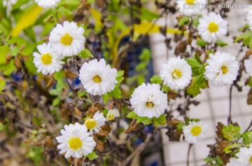 菊花