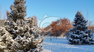 雪景 大雪 松树