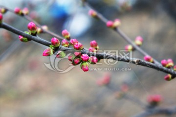 花蕾