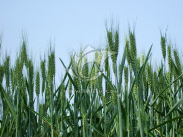 生长中的小麦