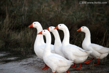 大鹅 鹅 TIF格式 养殖