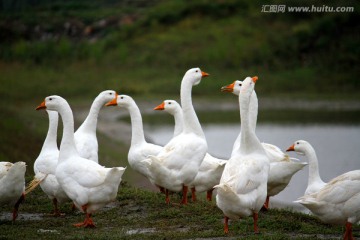 大鹅 鹅 TIF格式