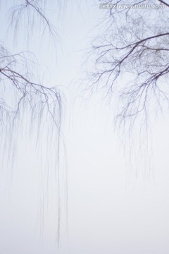 冬季柳树