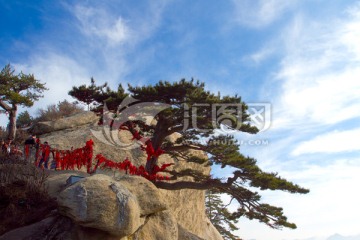 华山松 华山南峰景色