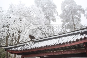 雪后峨眉山猴子