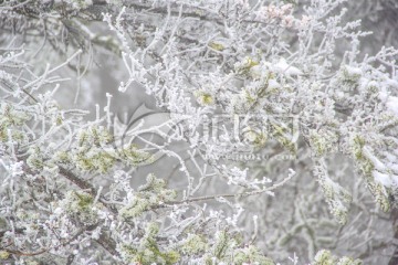 雪景