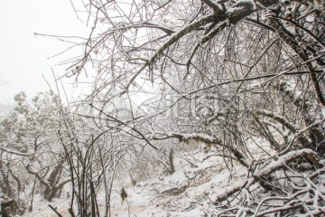 雪景