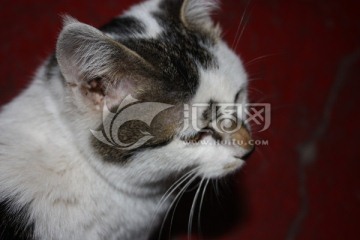 小花猫