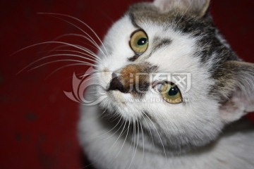 小花猫