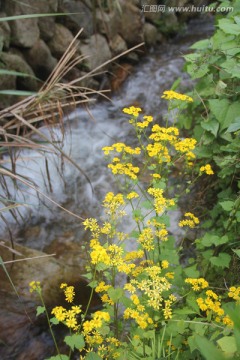 溪边野花