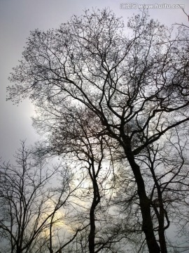 冬季阴天下的树