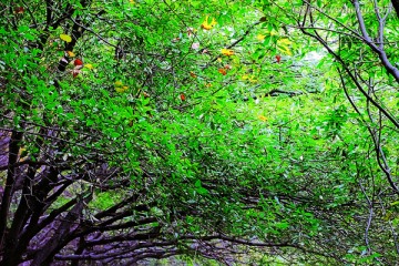 巩义长寿山红叶 高清无噪