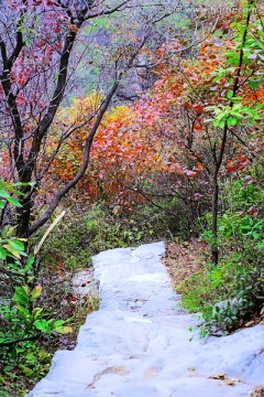 巩义长寿山红叶 高清无噪