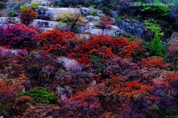 巩义长寿山红叶 高清无噪