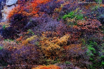 巩义长寿山红叶 高清无噪