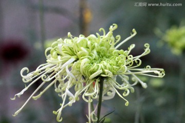 秋菊 菊花 花卉 TIF格式