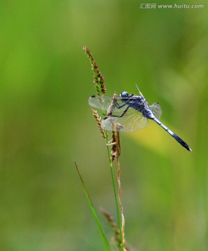 蜻蜓戏水