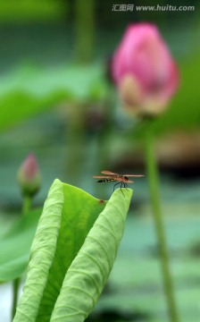 蜻蜓戏水
