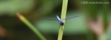 蜻蜓戏水