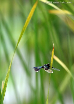 蜻蜓戏水