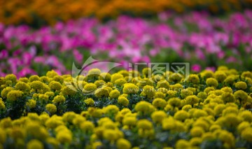 花海 色彩 鲜花