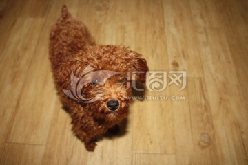 泰迪犬