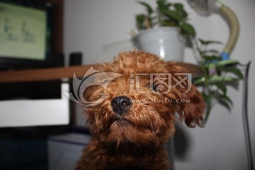 泰迪犬