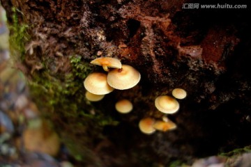 黄色蘑菇 菌类 素材图