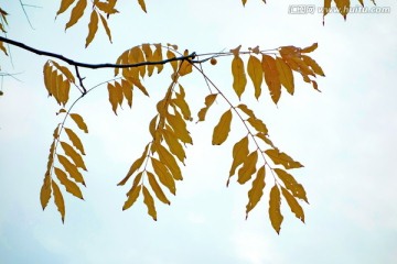 秋天黄叶 楝树叶