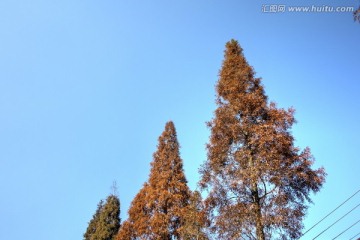 秋天的水杉树 水杉红叶