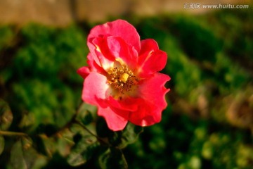 粉色蔷薇 月季花 野玫瑰