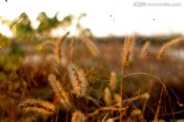 狗尾巴草 逆光 暖色阳光