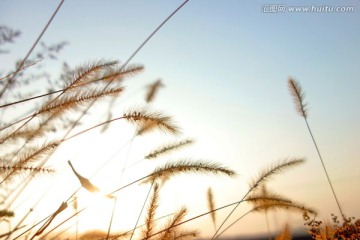 狗尾巴草 背景图素材图