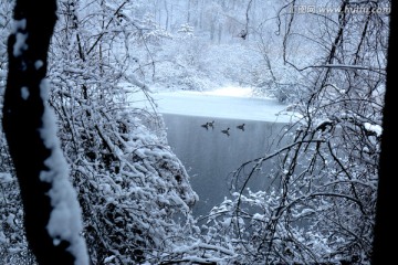 晴雪寒鸭