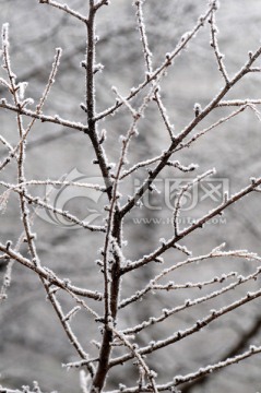 霜雪树挂