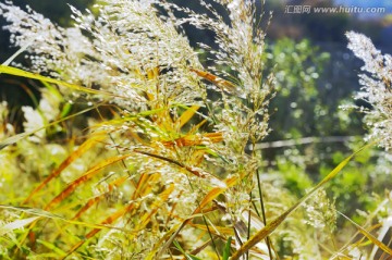 芦花  高清无噪