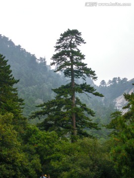 华山松树