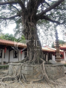 千年老树