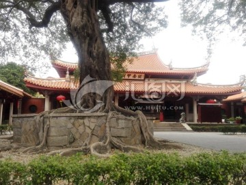 寺庙老树
