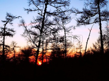 日出松树剪影