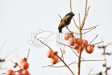 柿子树上的八哥鸟