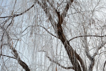 雪景