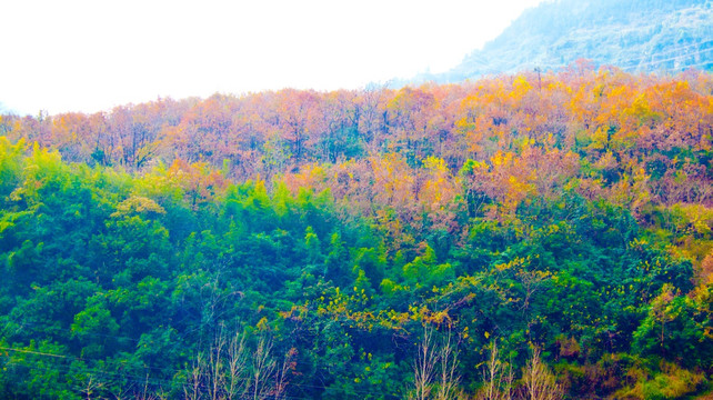 黄叶 山林