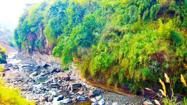 河道 树林