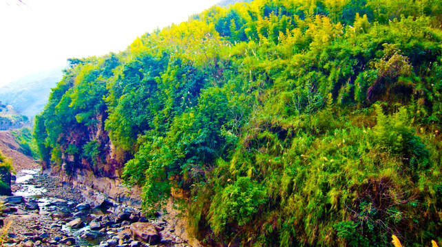 树林 河道