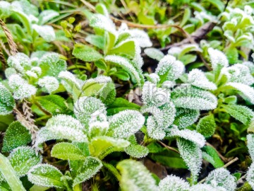 起霜 霜降 挂霜的植物 雾凇