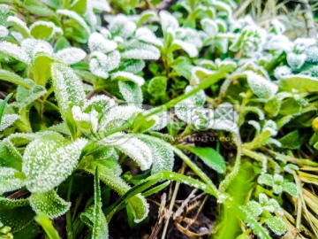 起霜 霜降 挂霜的植物 雾凇